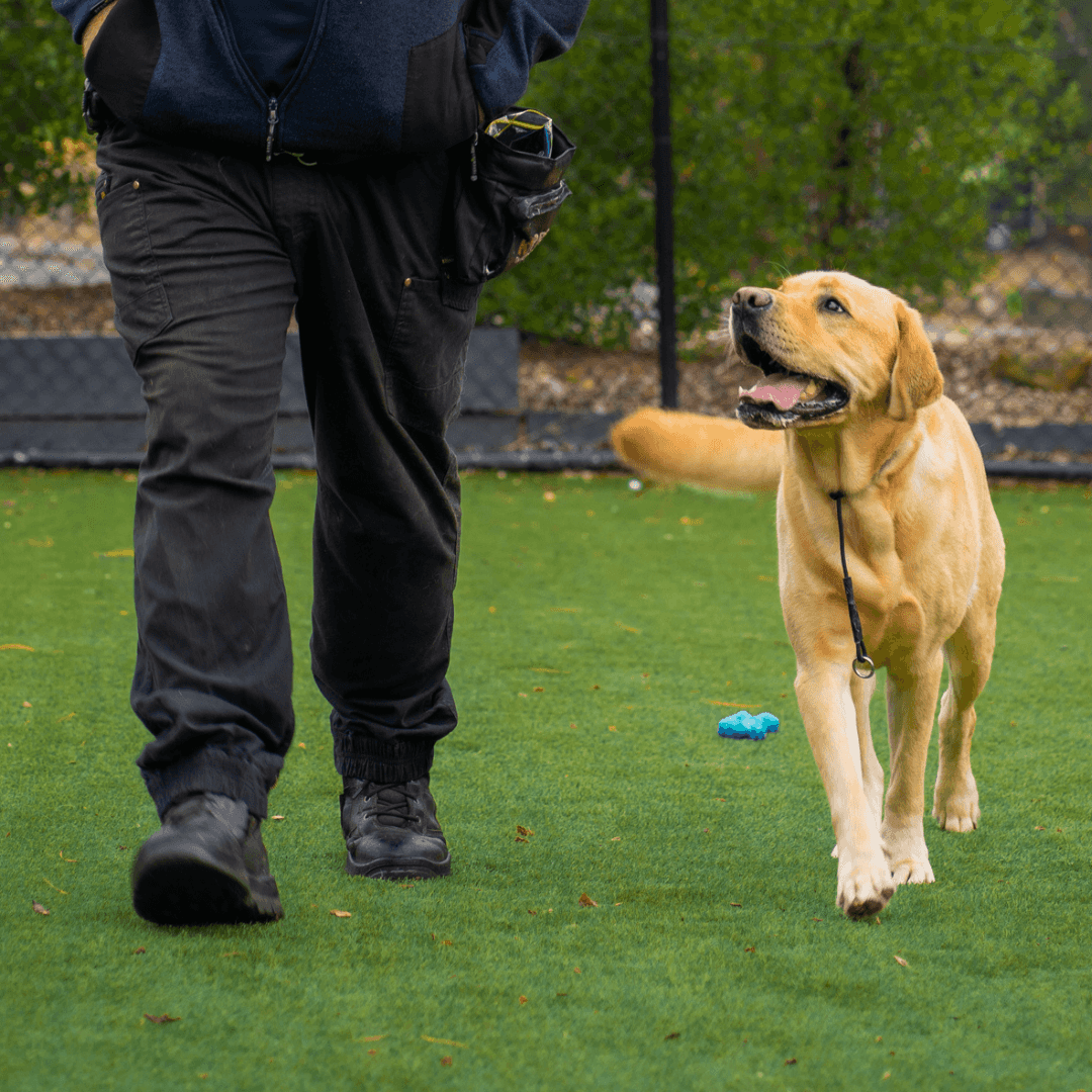 How Our Dog Obedience Training Is Delivered