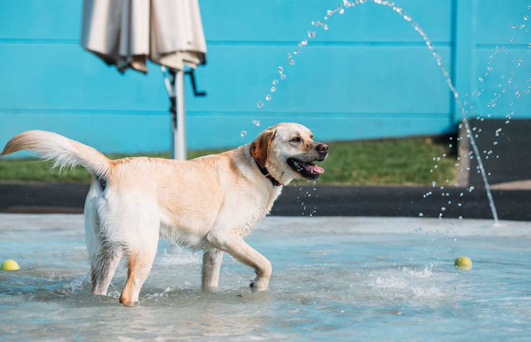 Swims in our water fun park