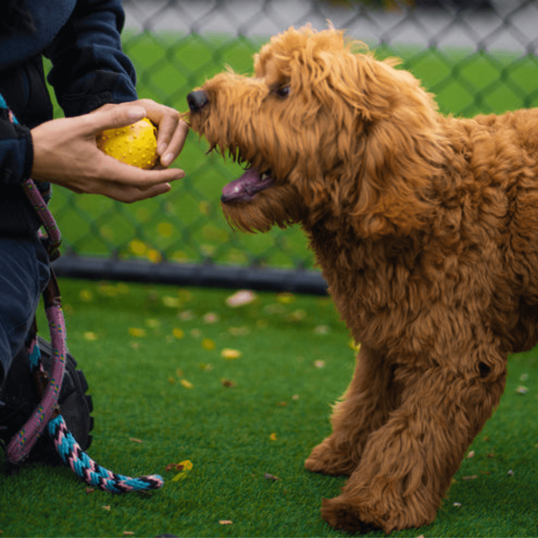 Canine Coaching Sessions