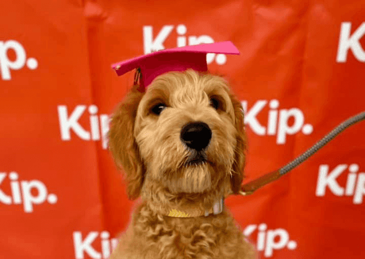 Puppy Classes